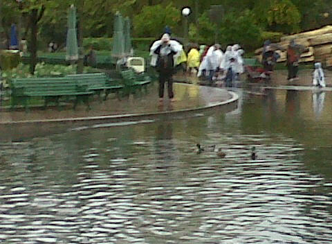 Ducks Swimmin Down Main Street