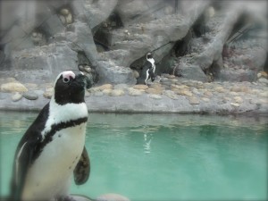 Celebrate Earth Day with Park Thoughts at Six Flags Discovery Kingdom