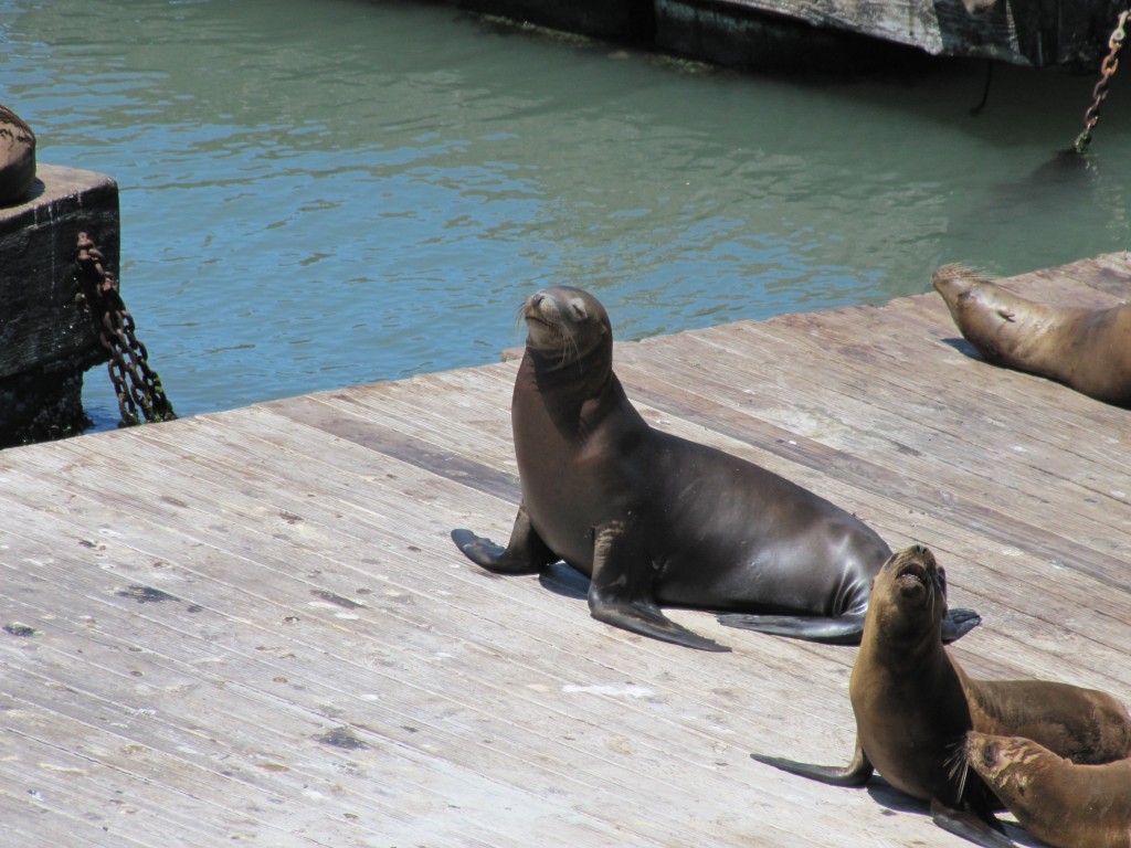 Sea Lion CLOSE UP