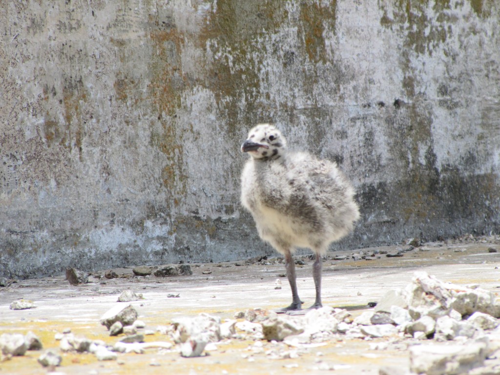 Baby Seagul