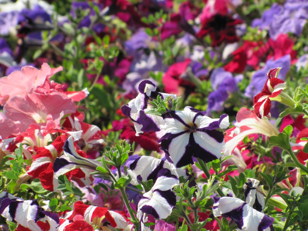 CGA Update 7.11.10: Artsy Shots