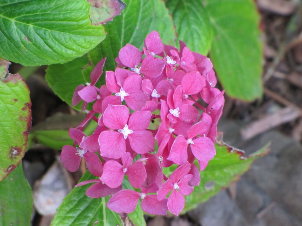 CGA Update 7.11.10: Flowers!