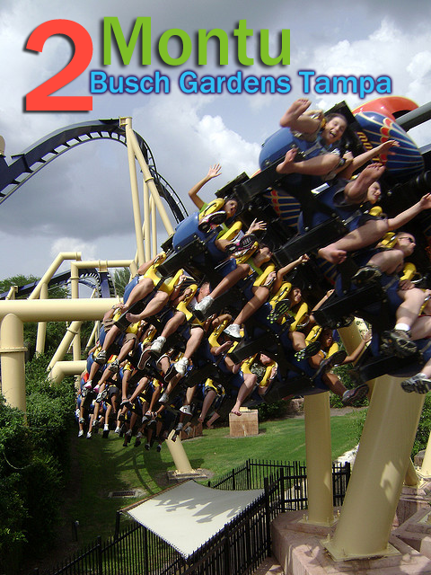 Montu at Busch Gardens Tampa Bay
